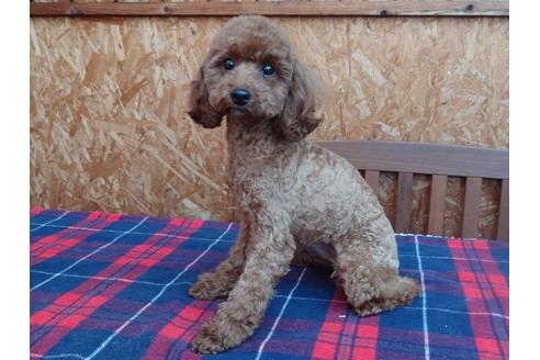 販売中のトイプードルの親犬
